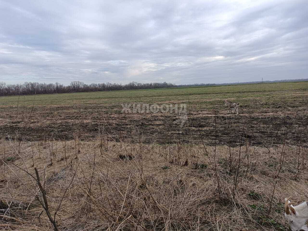 Купить земельный участок в Воронеже и Воронежской области - 19 вариантов:  цена, фото | Жилфонд - +7(473)300-38-98